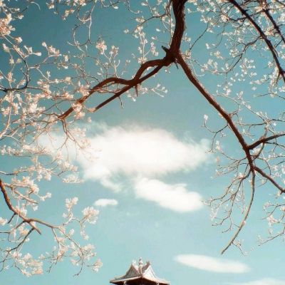 相忘江湖变态版下载